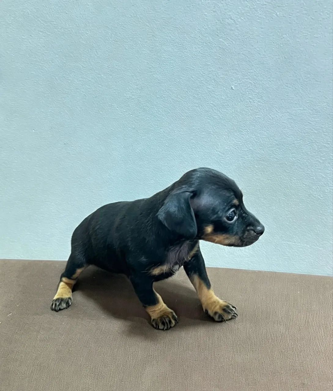 Filhote de pinscher - Foto 3