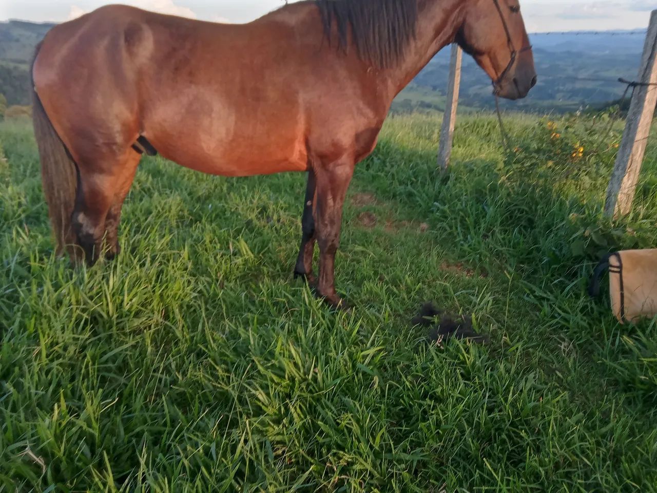 Cavalo Manga larga Marchador, Manso  - Foto 2