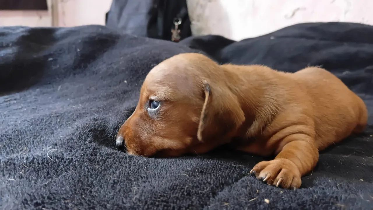 Daschund 
