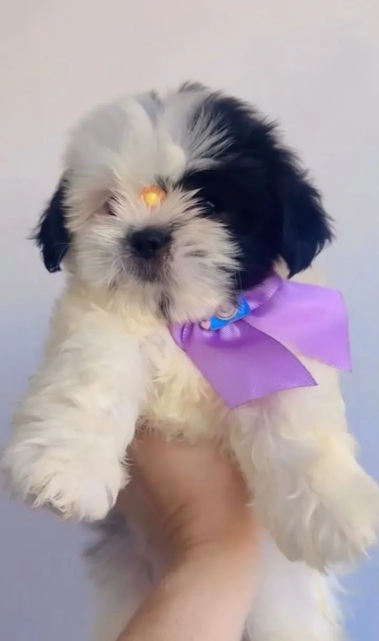 Shih tzu - Foto 5