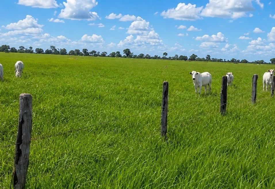 Fazenda para 800 vacas - Cria e Recria