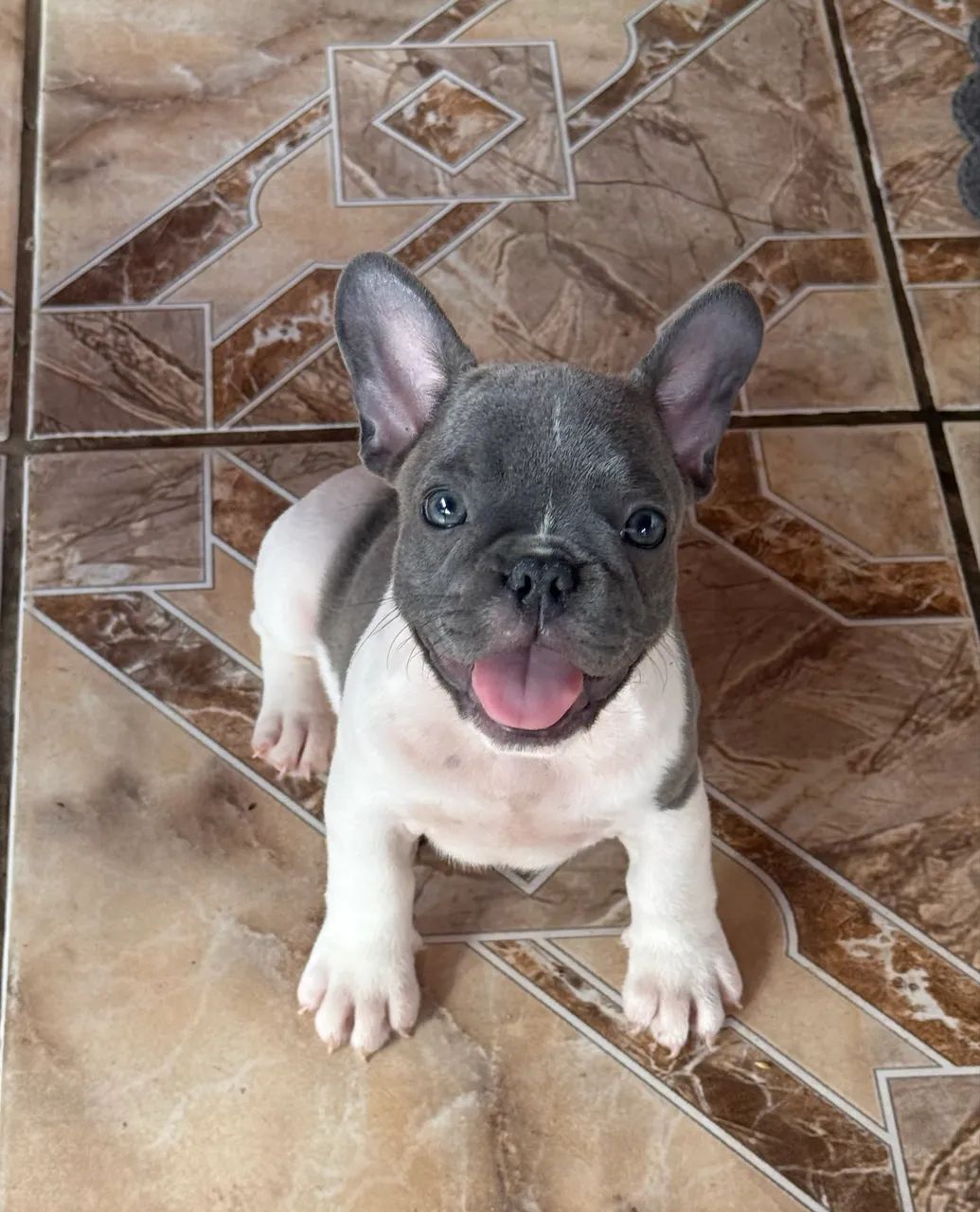 Filhote de buldogue francês 