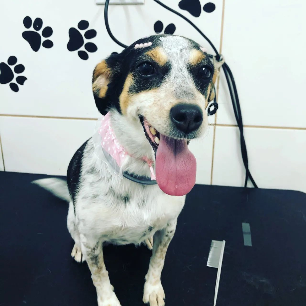 Venda PetShop - Área Nobre (Banho e tosa)