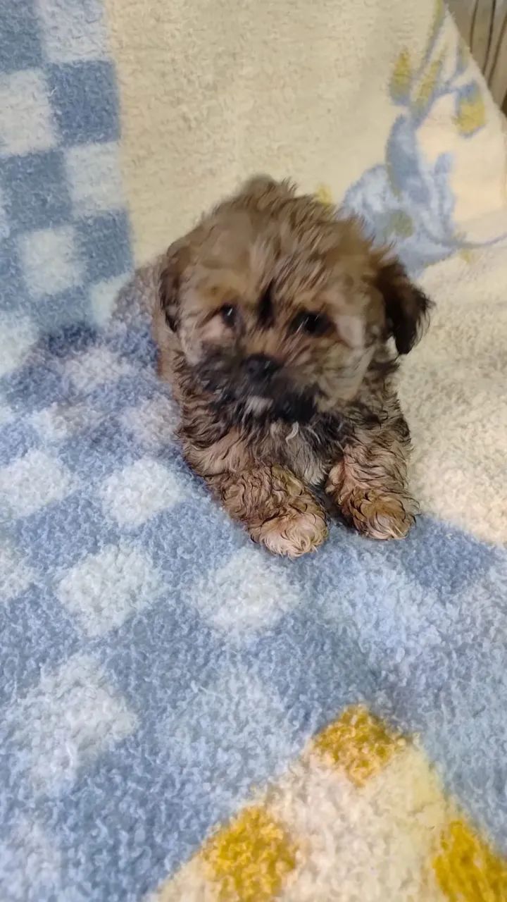 Filhotes de shih tzu - Foto 5