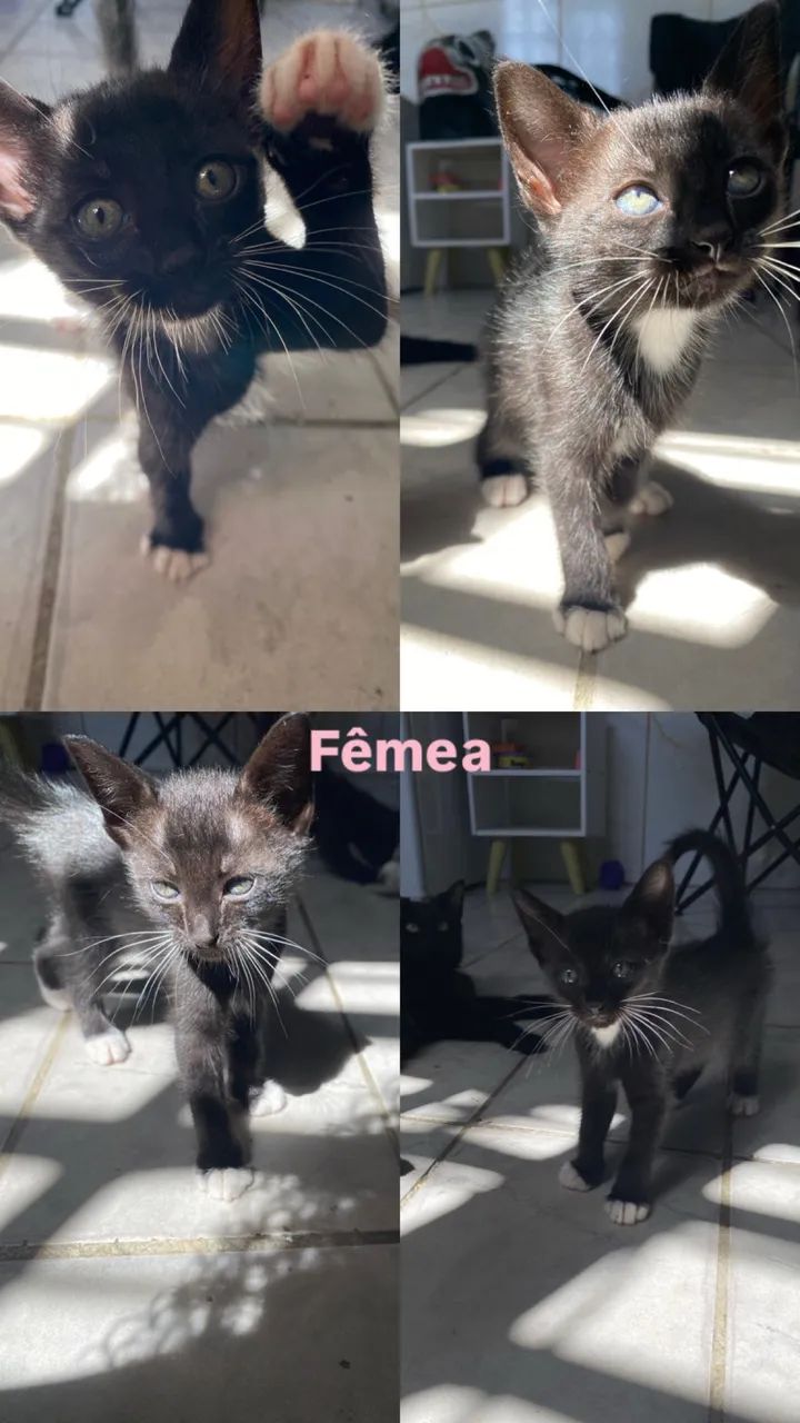 Adoção responsável  - Foto 4