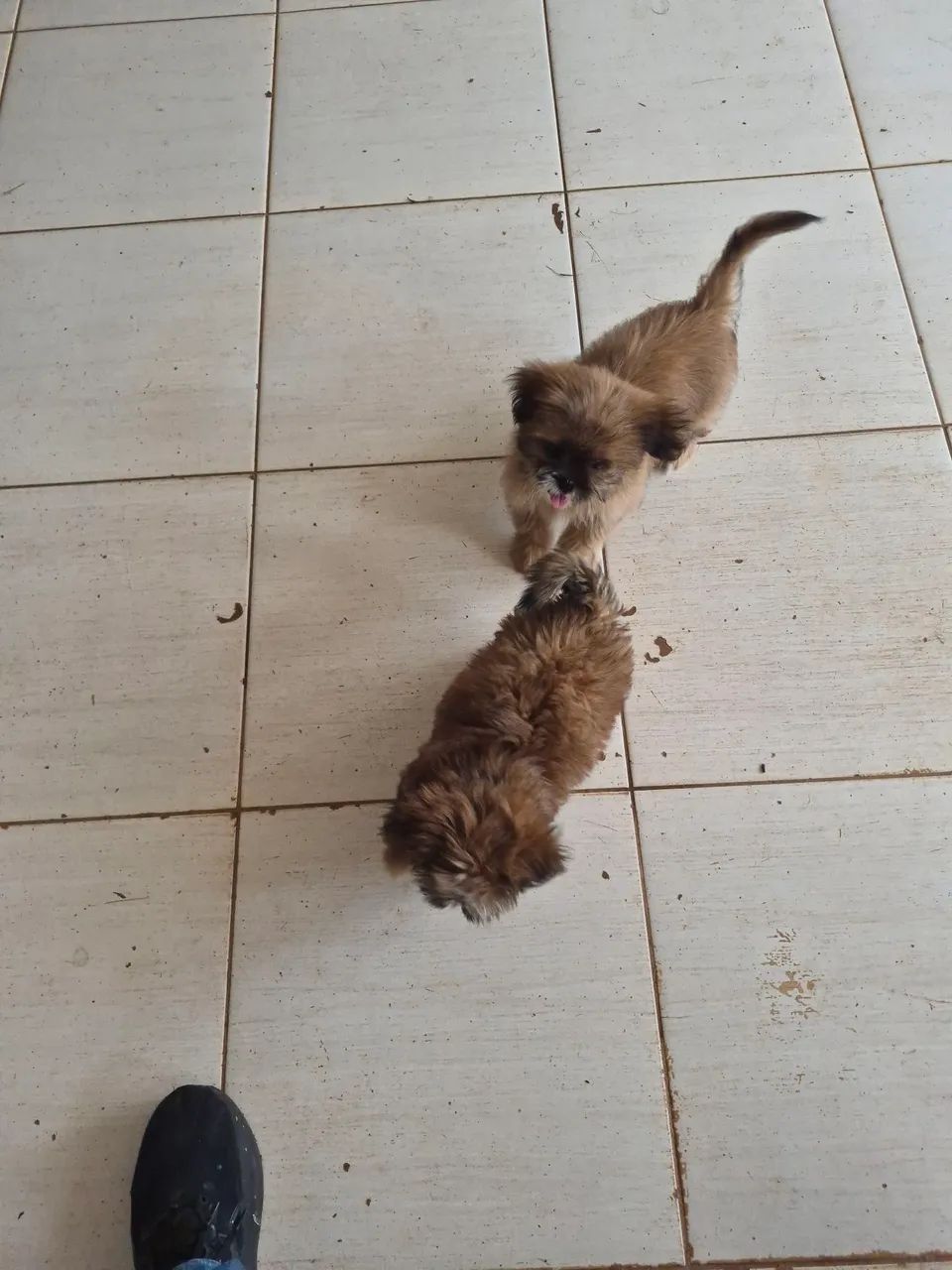 Cachorro  - Foto 2