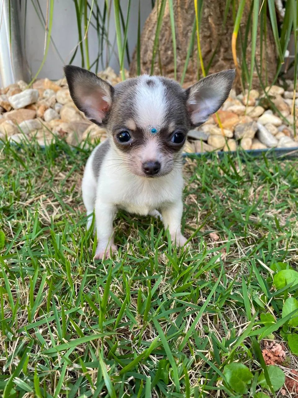 chihuahua  - Foto 3