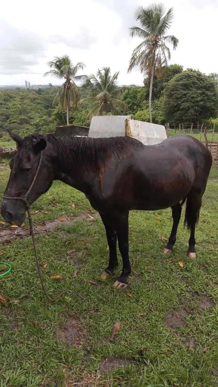 Cavalo  - Foto 3