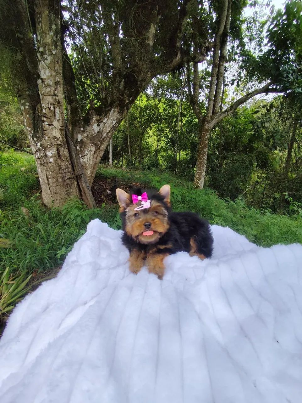 Yorkshire terrier filhotes  - Foto 5