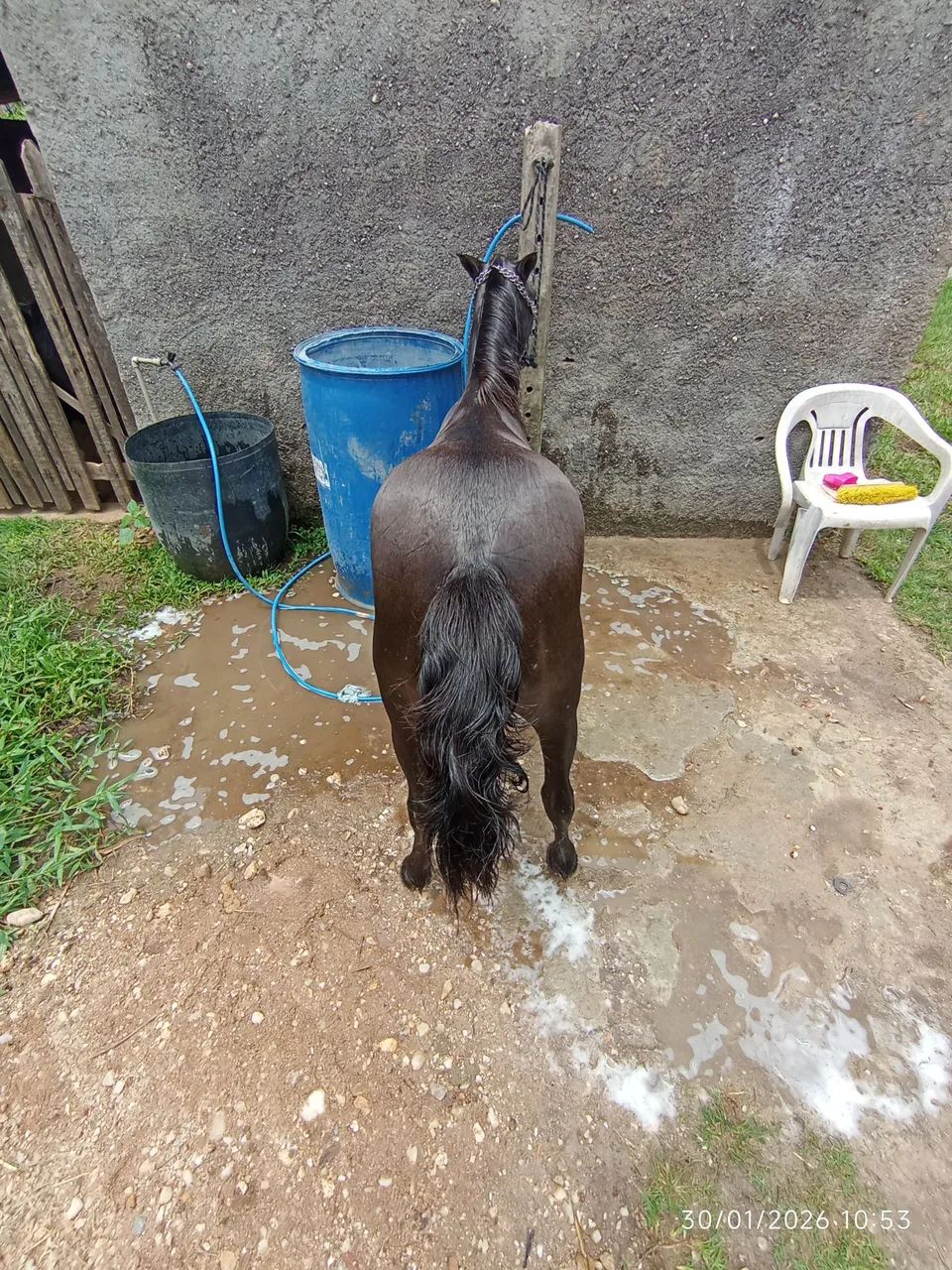 Pônei fêmea  - Foto 2