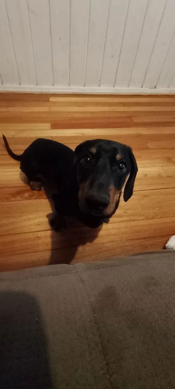 Dachshund  - Foto 3