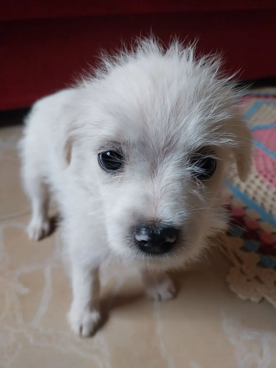 Doa-se filhote (Macho) - Foto 3