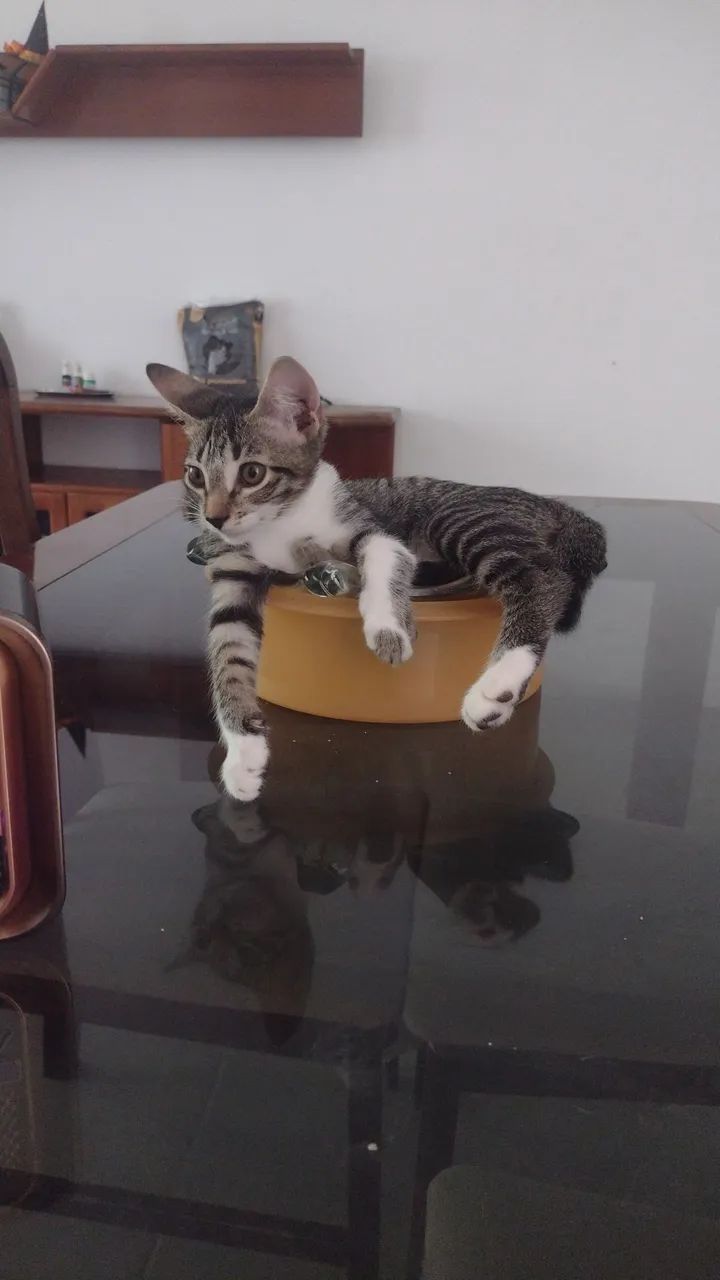 Gatinho fofinho para adoção 