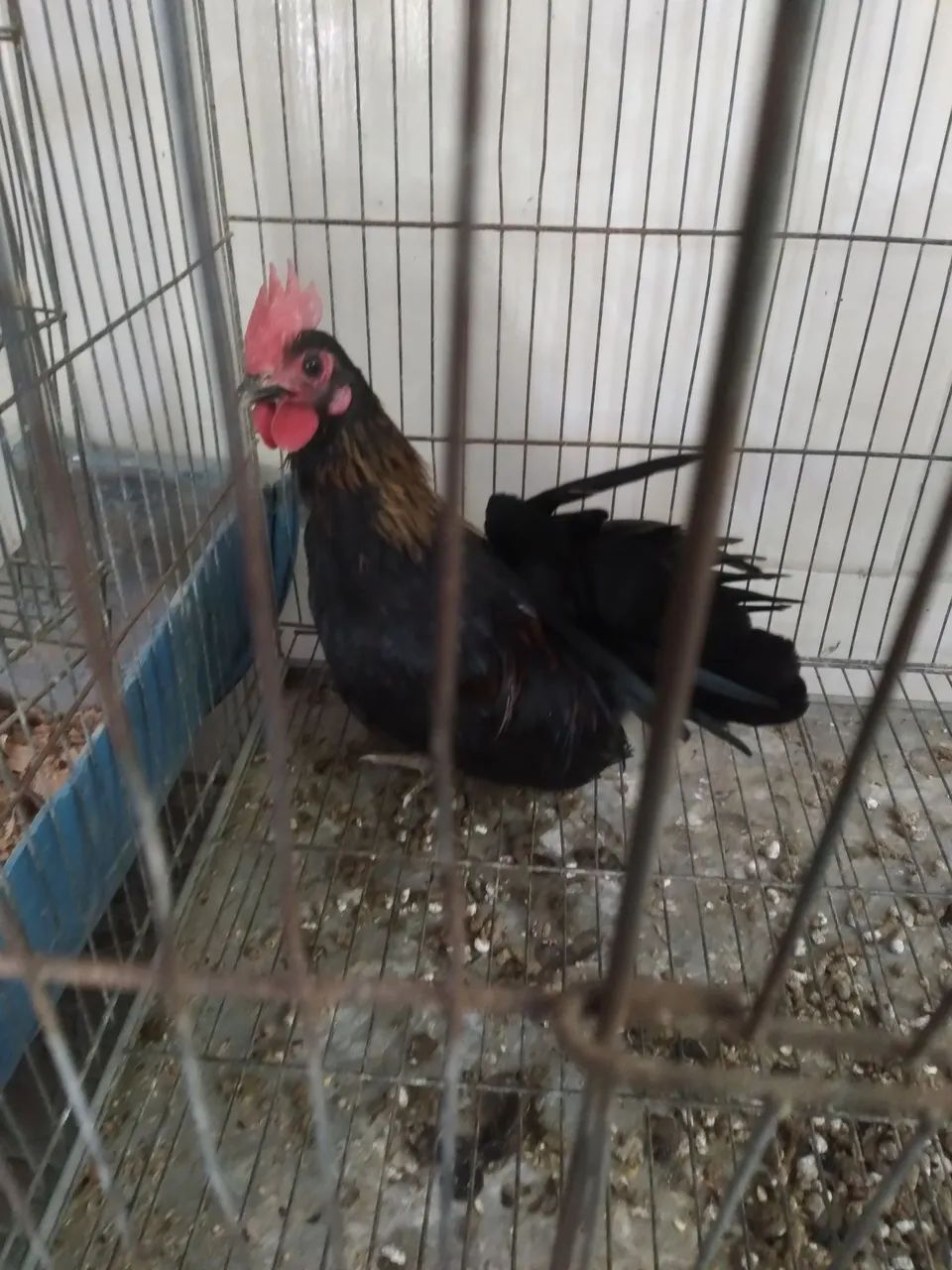 Galinho Nagasaki  - Foto 3