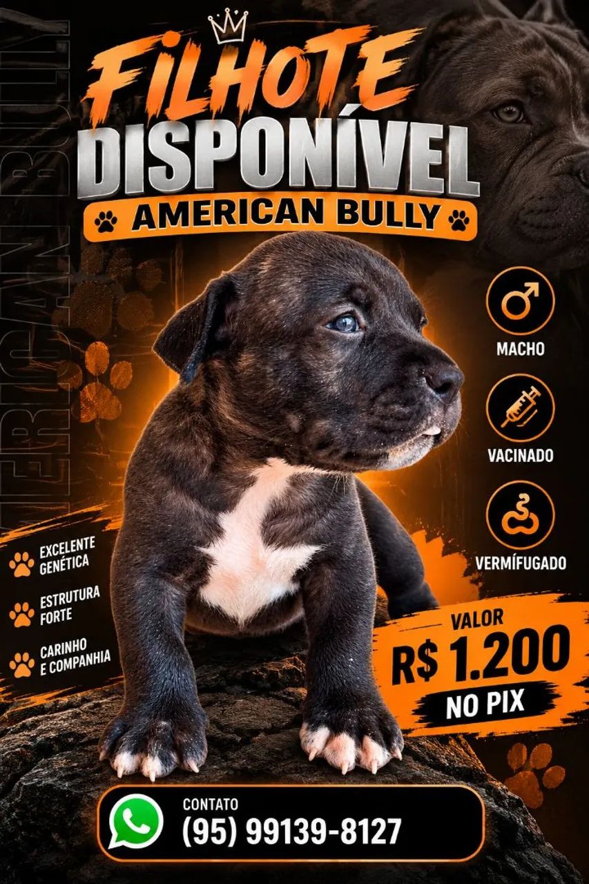 American Bully standard 