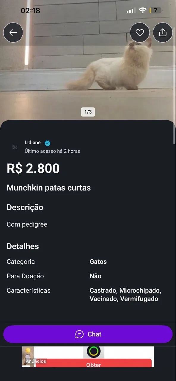 Gato persa  - Foto 4