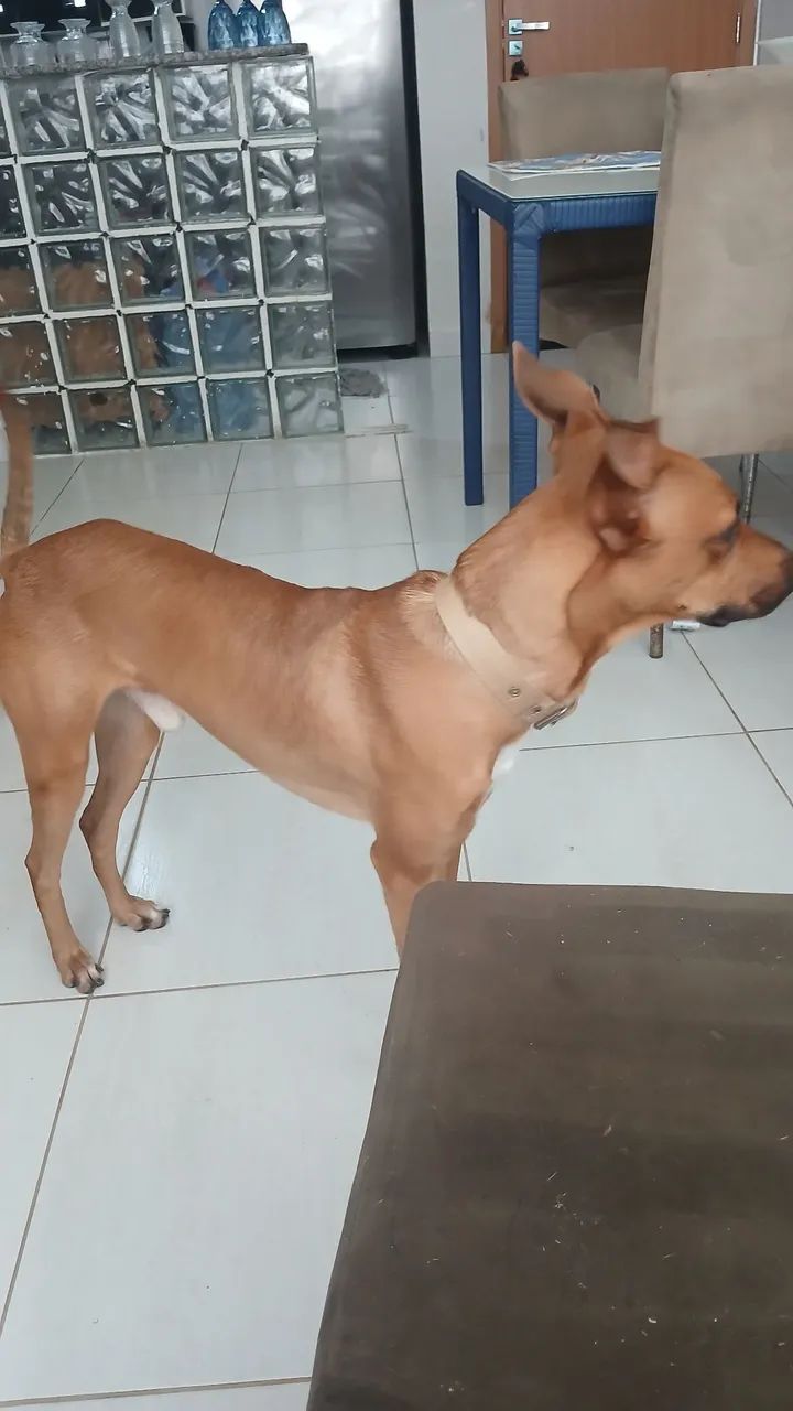 Cachorro dócil, bonito e amigavel - Foto 2