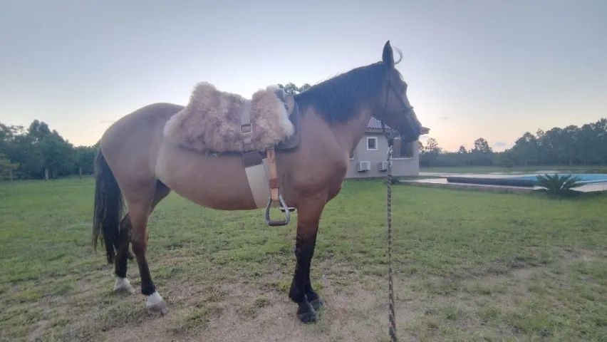 Égua guateada, excelente andadura, mansa para criança. 
