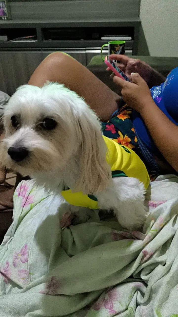 Maltês macho procura namorada - Foto 3