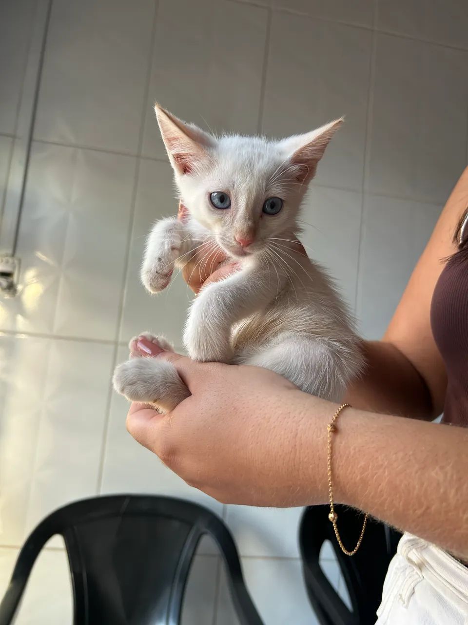 Doação de gatos  - Foto 2