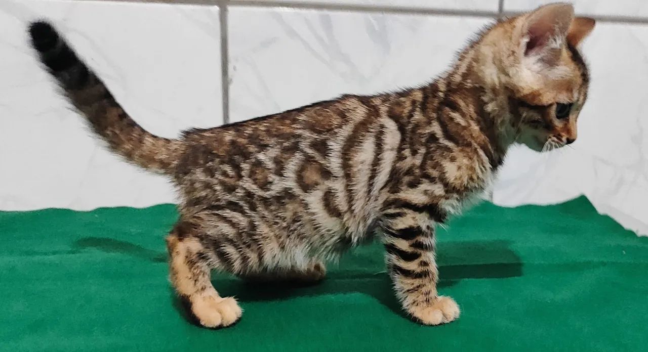 Gato Bengal - Foto 3