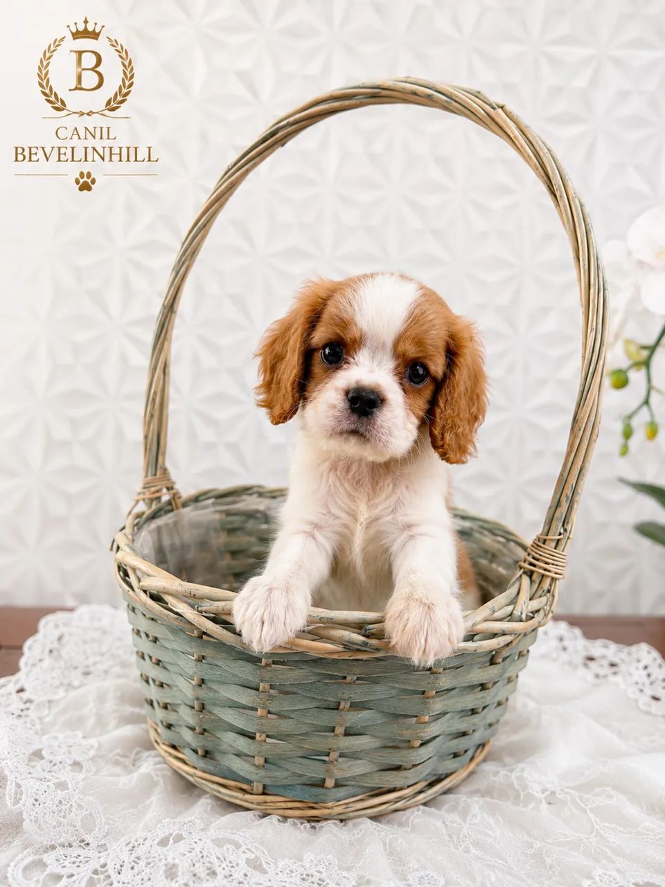     Pequeno Príncipe Cavalier - Charme e Elegância em Cada Detalhe - Foto 5