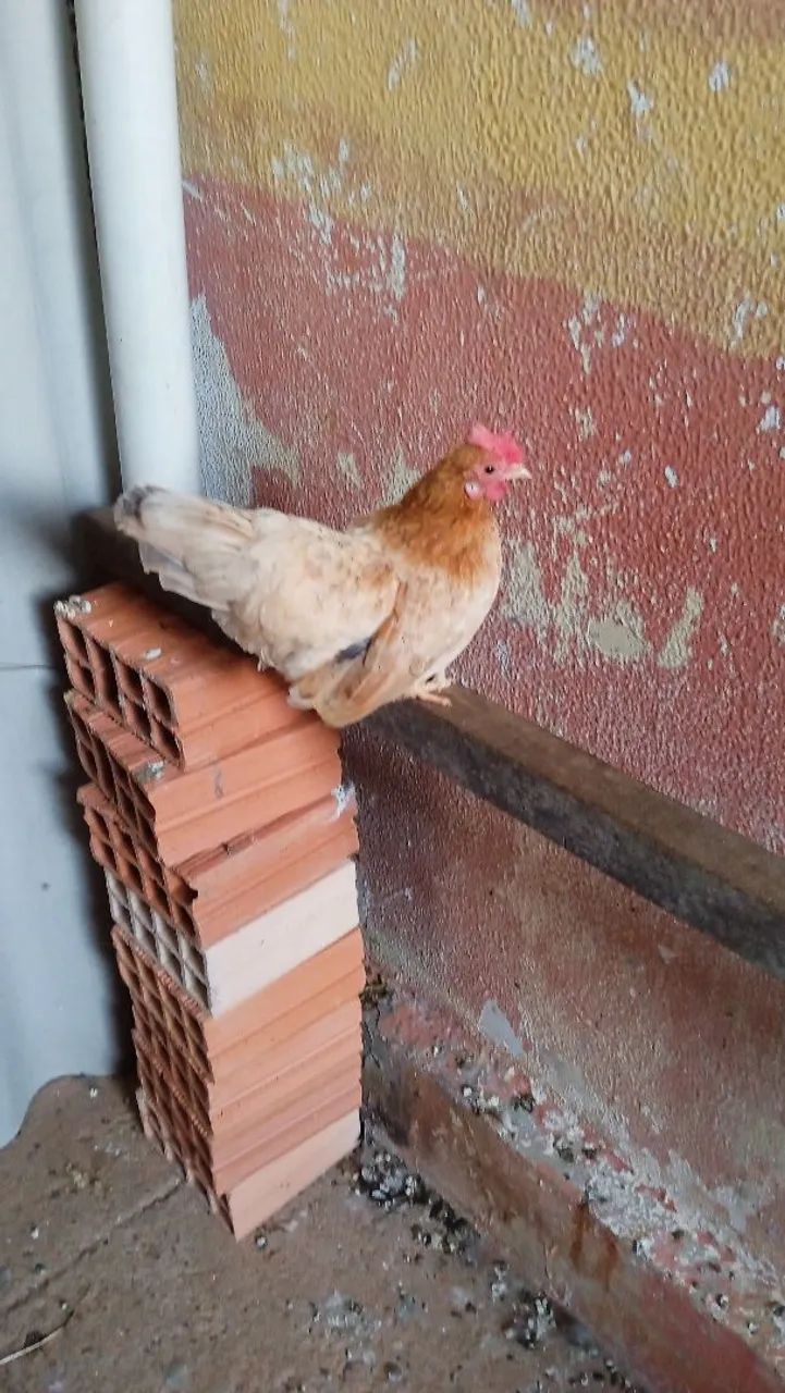 Vendo um galo e uma galinha da raça nakasaki  - Foto 3