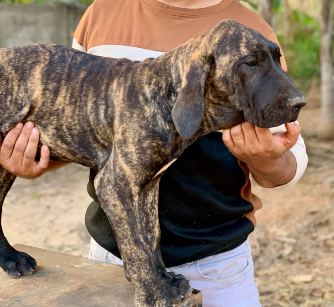 Fila Brasileiro