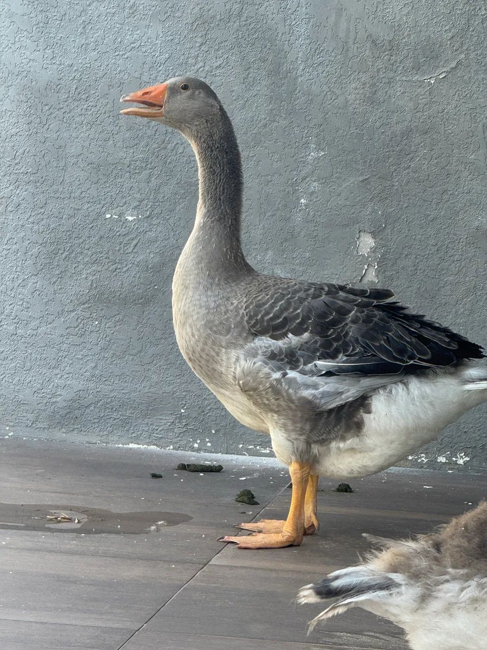 Ganso toulouse  - Foto 2
