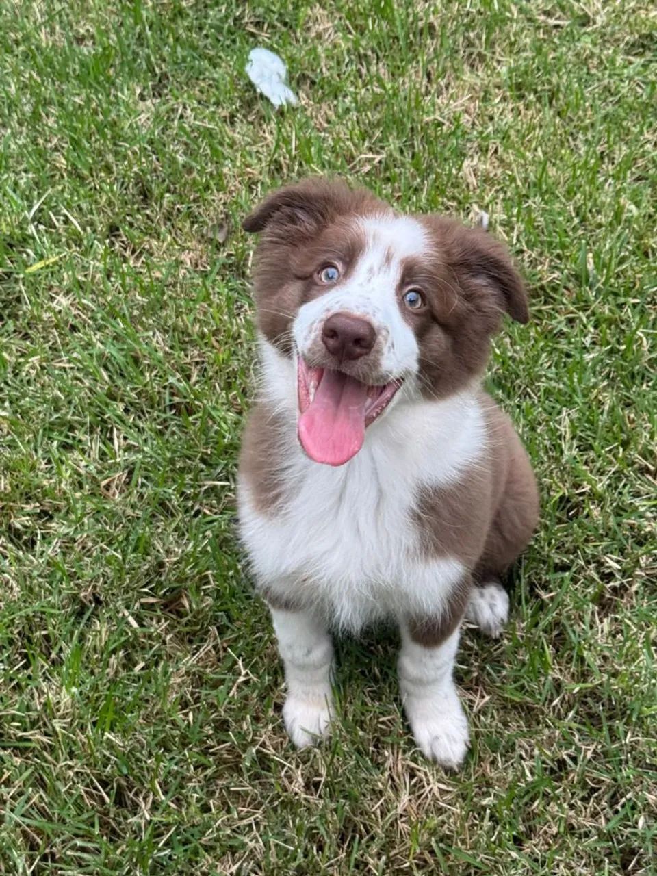 Filhotes de Border collie  - Foto 2