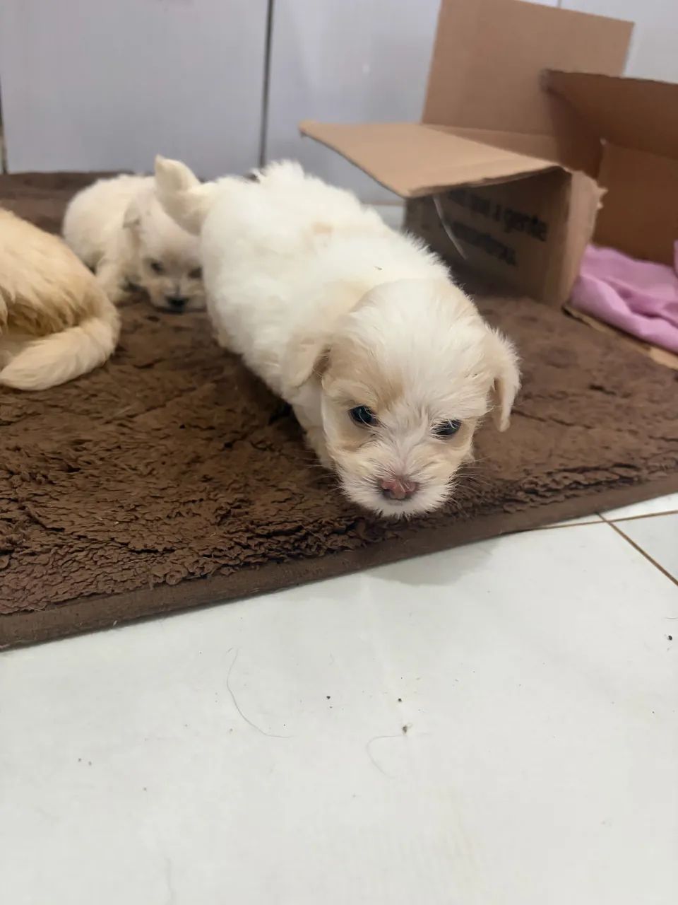 Filhotes lhasa apso  - Foto 4