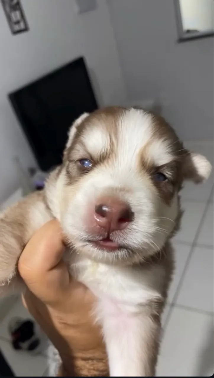 Husky siberiano  - Foto 3