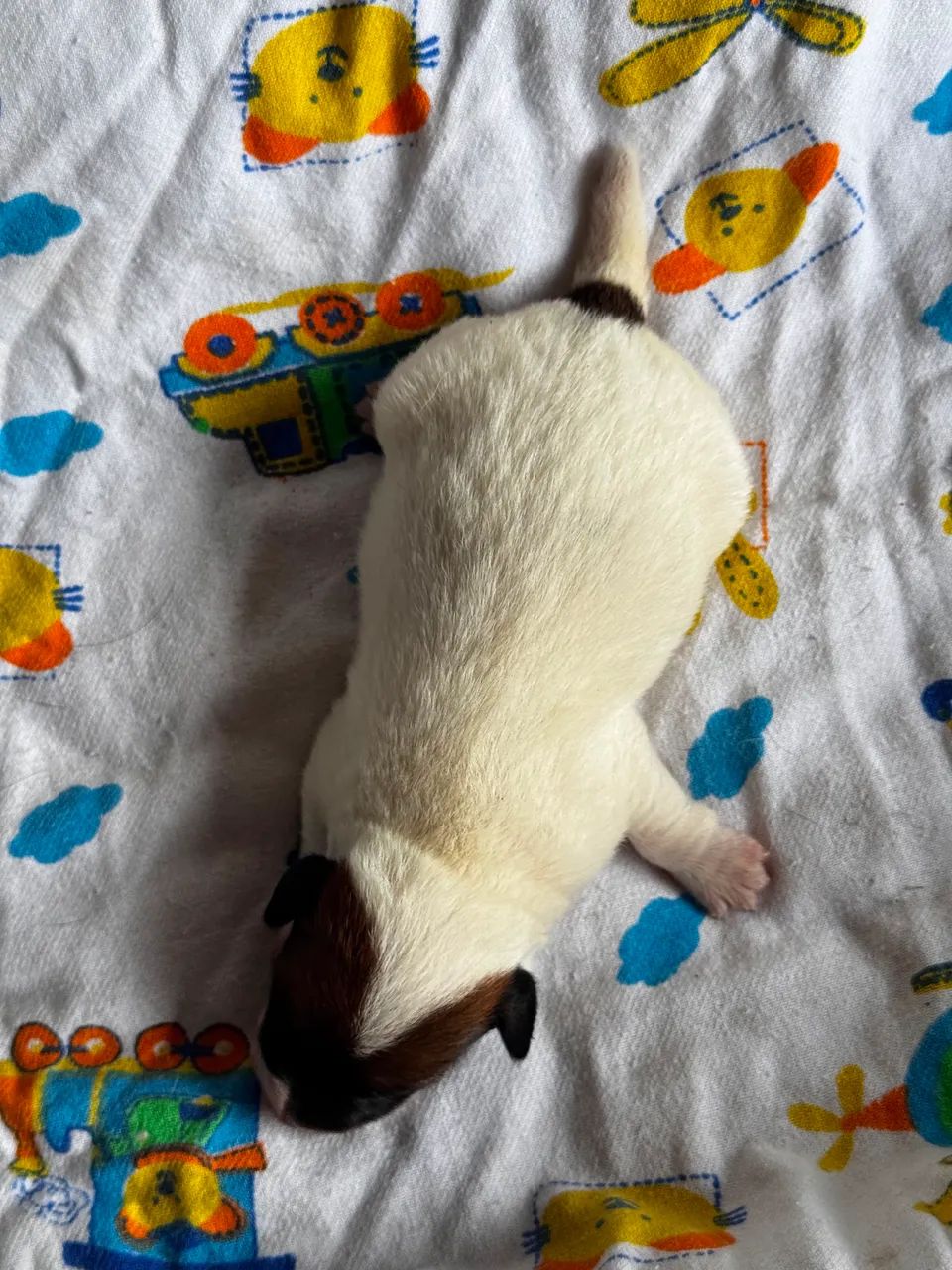 Jack Russel terrier  - Foto 2