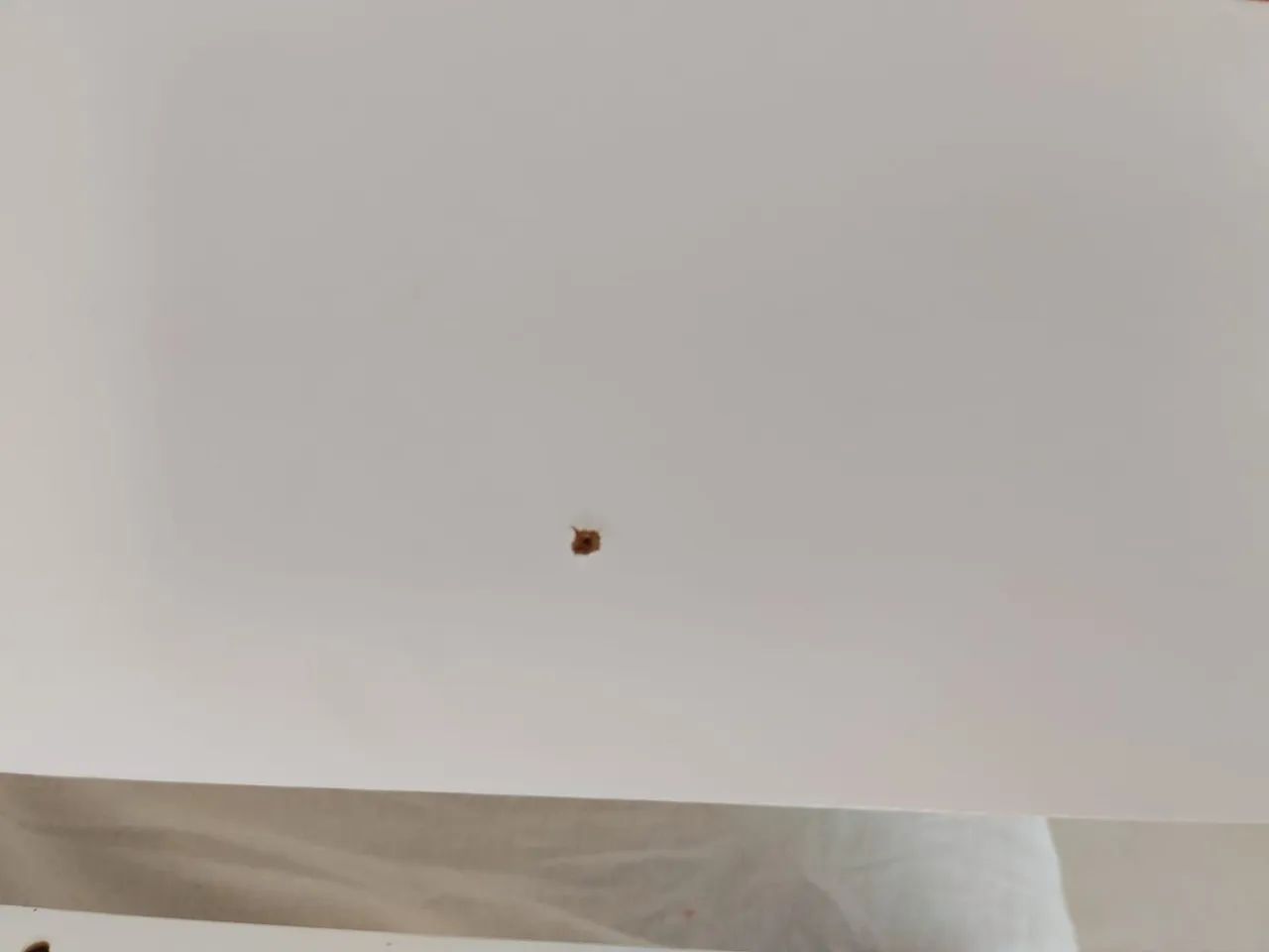 Berço Americano/Mini cama - Foto 4