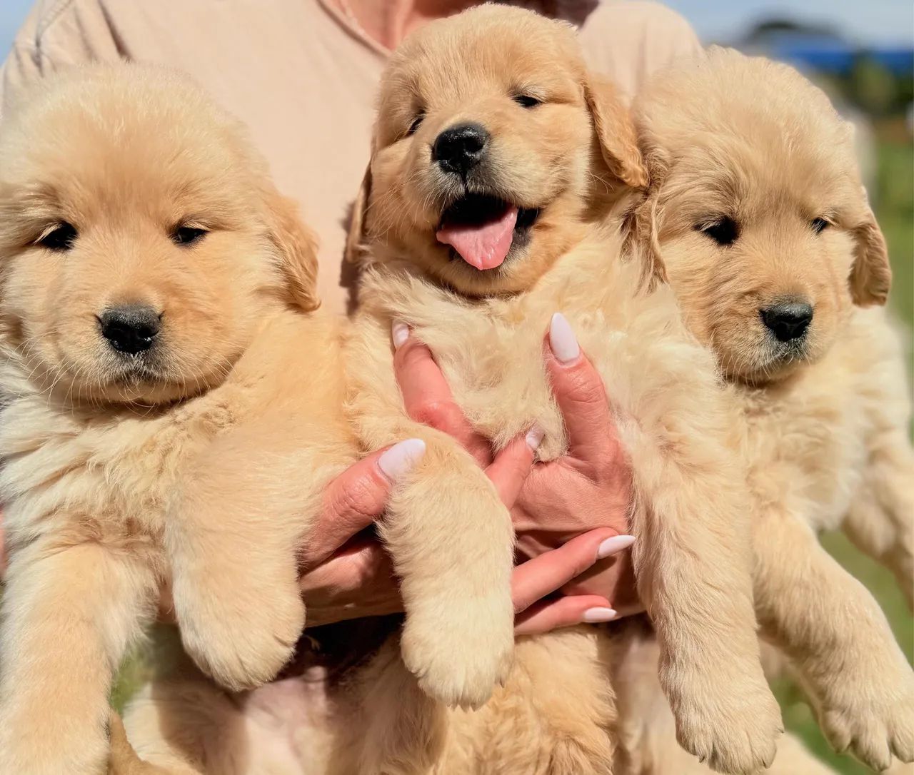 Golden Retriever (Loja física)  - Foto 2