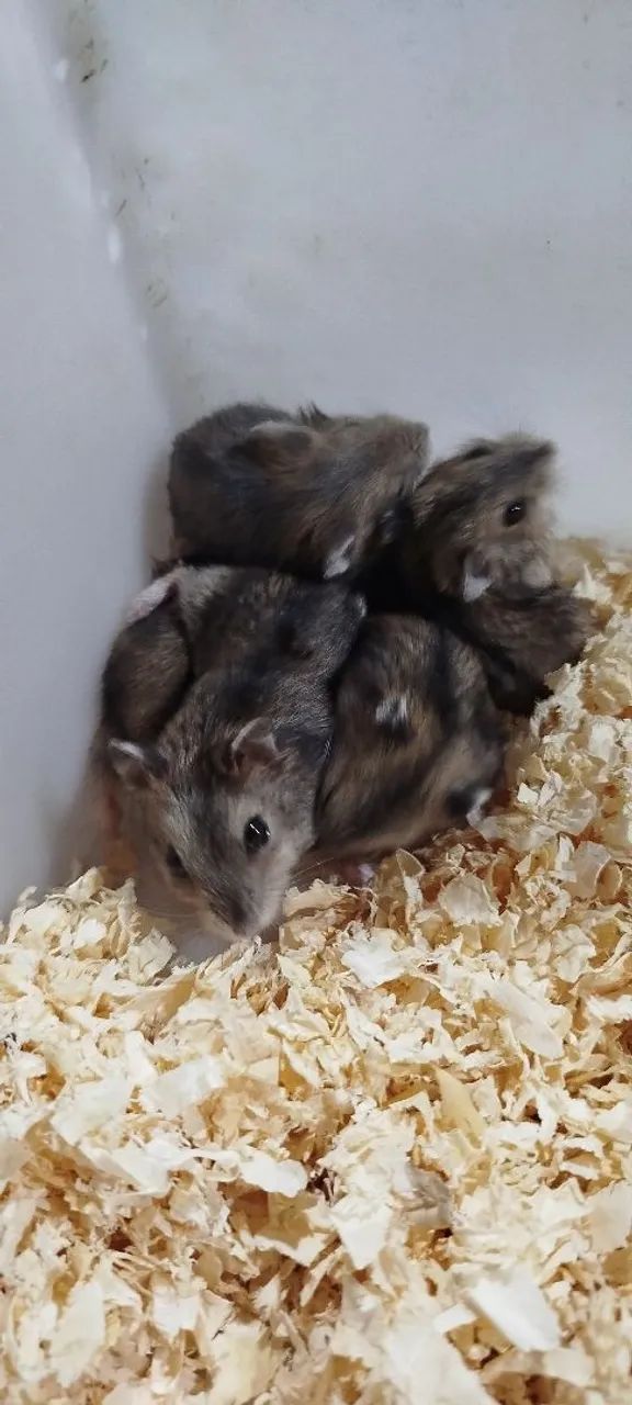 Anão russo  - Foto 3