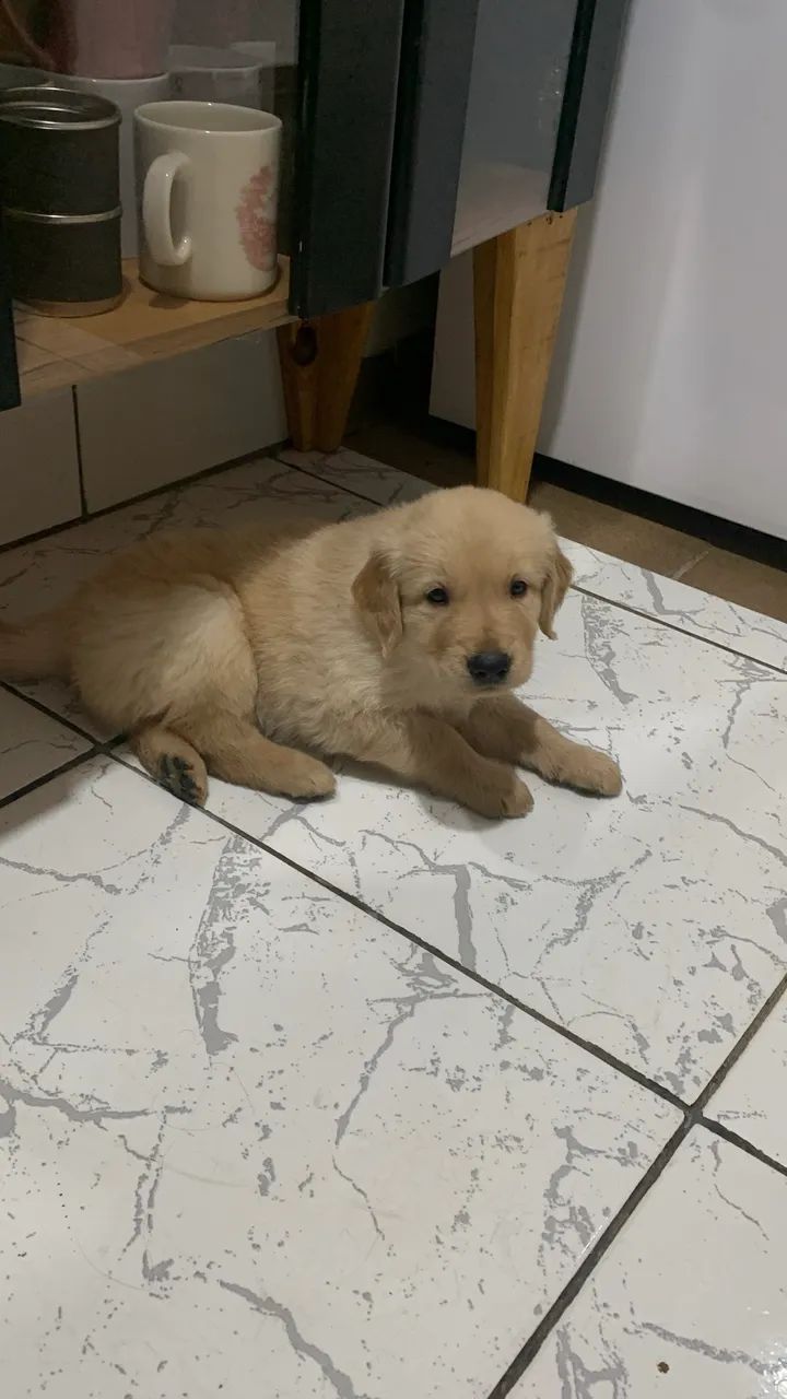 Filhotes de Golden Retriever - Foto 2