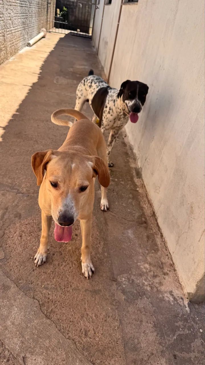 Doação  - Foto 4