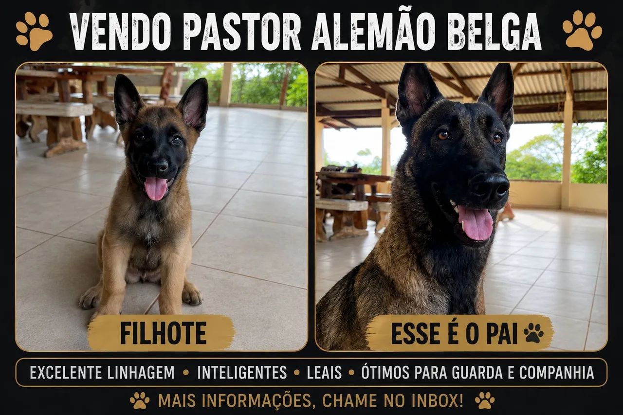 Pastor alemão belga