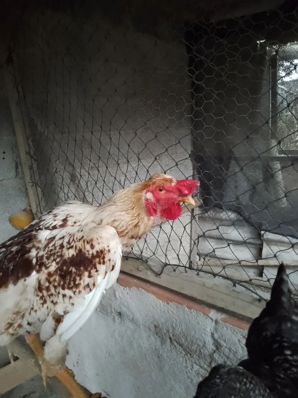 Galinha e um galo - Foto 3