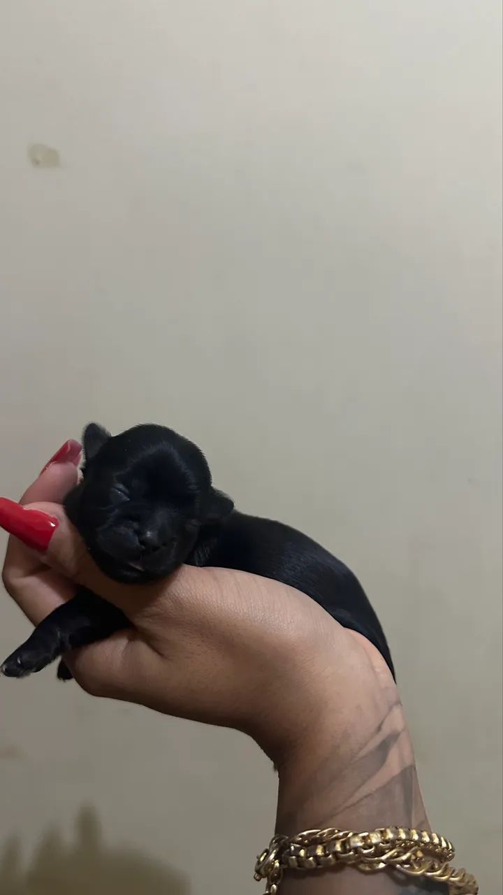 Filhotes Shitzu - Foto 5