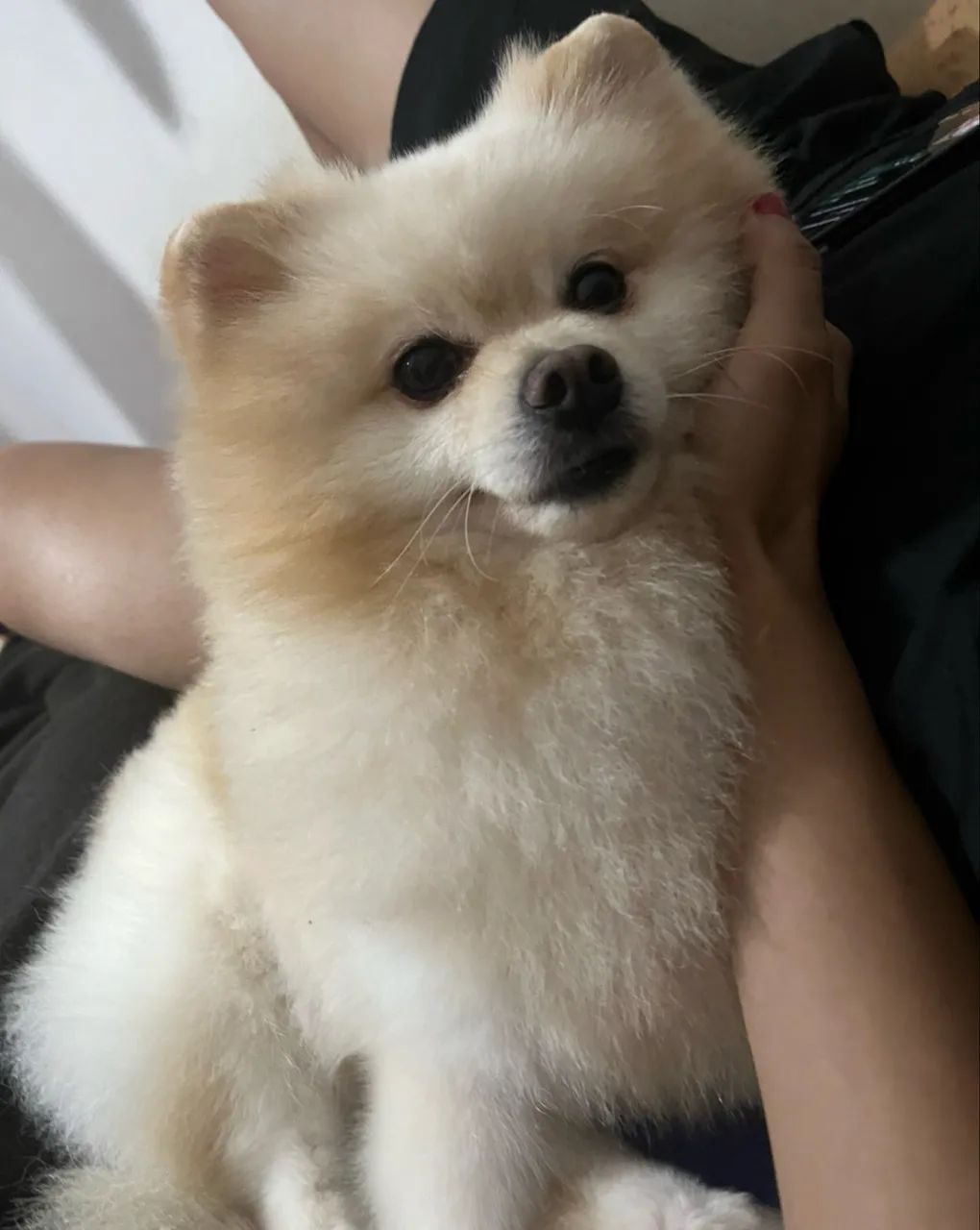     Spitz procura namorada  - Foto 2