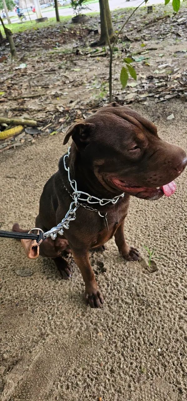 Adestrador de cães  - Foto 5