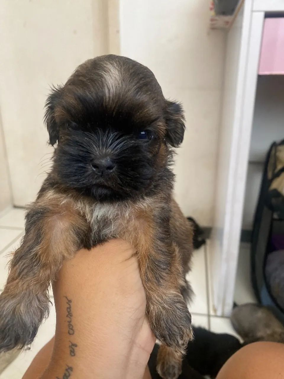 Cachorro  - Foto 4