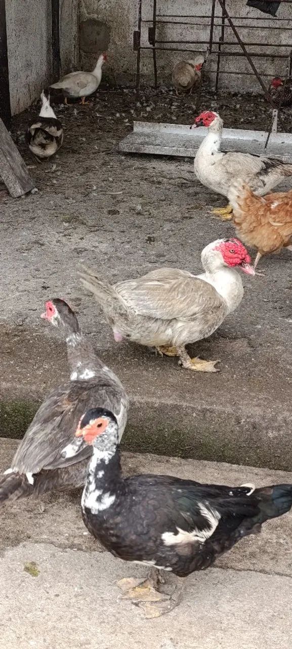Aves 
