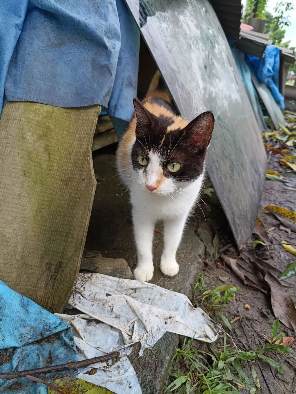 Gatas - Foto 2