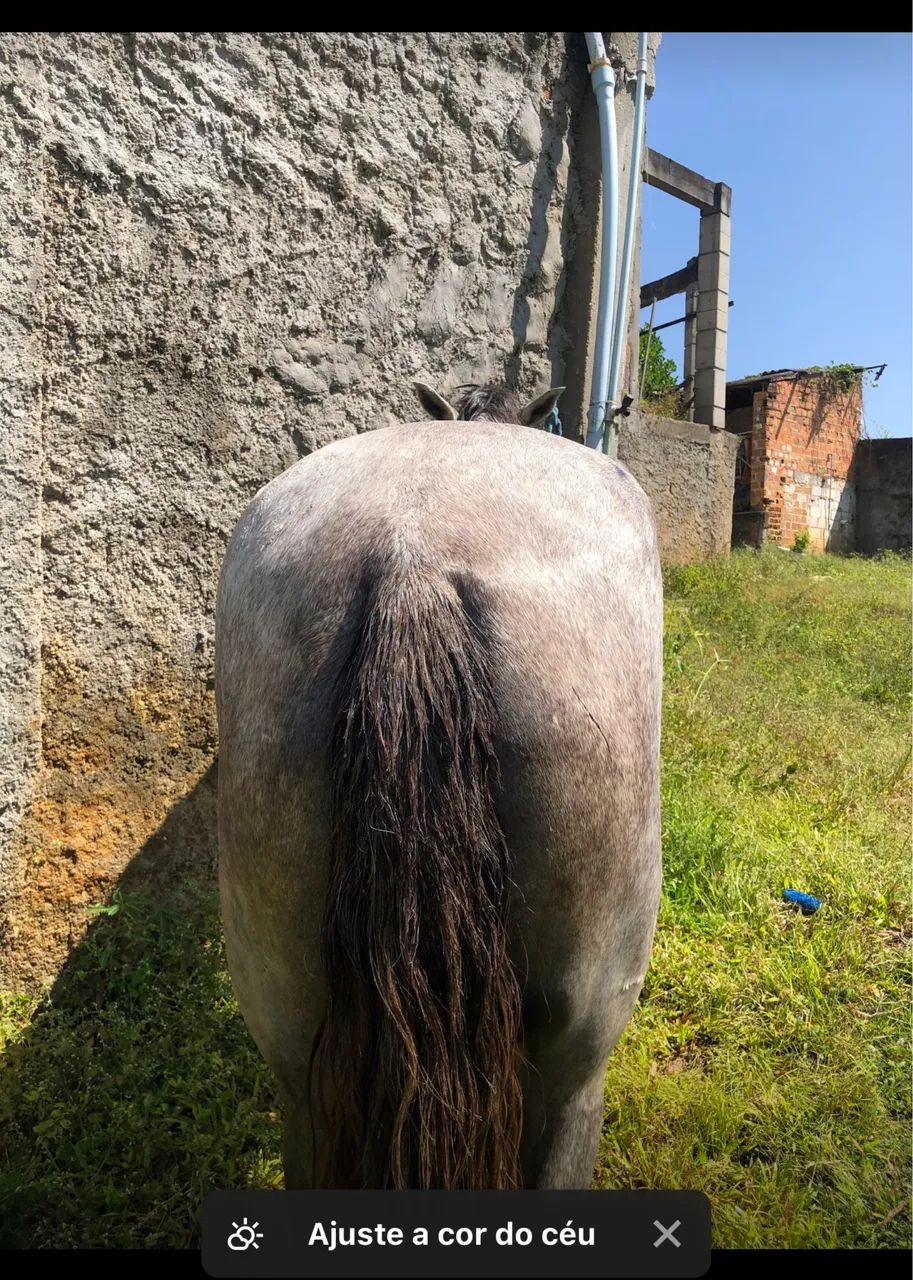 Cavalo - Foto 3
