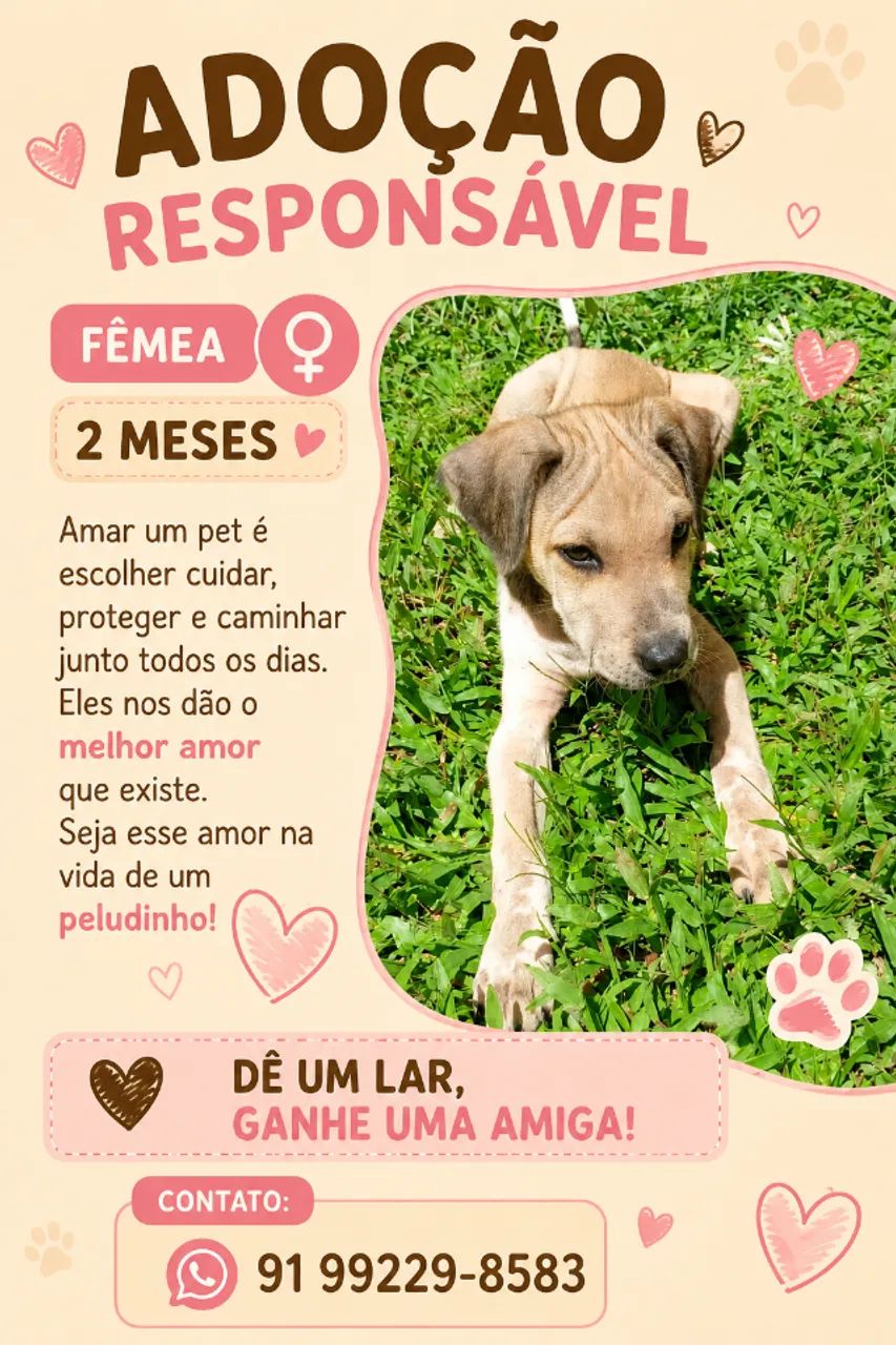 Cachorrinha para adoção.