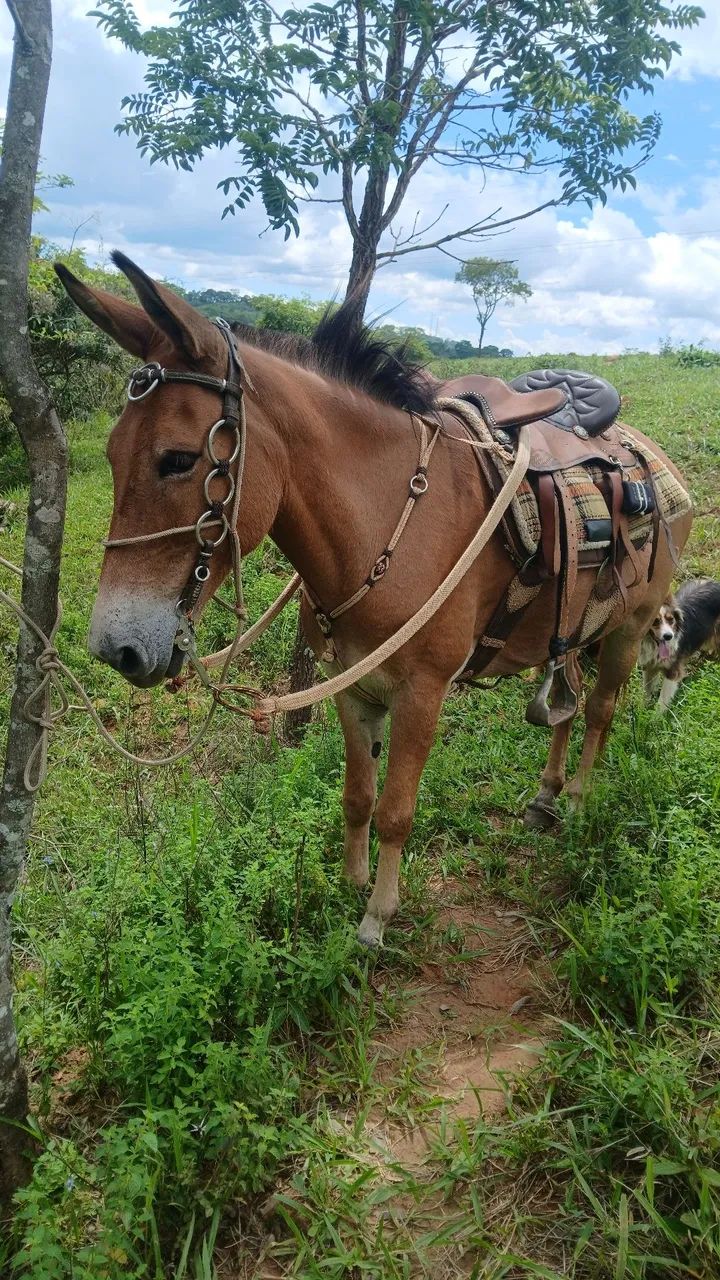 Burro manso - Foto 5