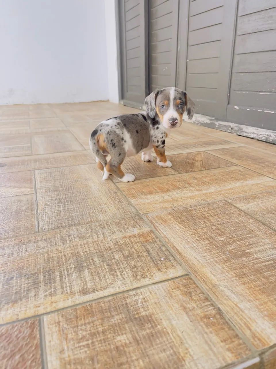 Linguicinha Macho arlequim 